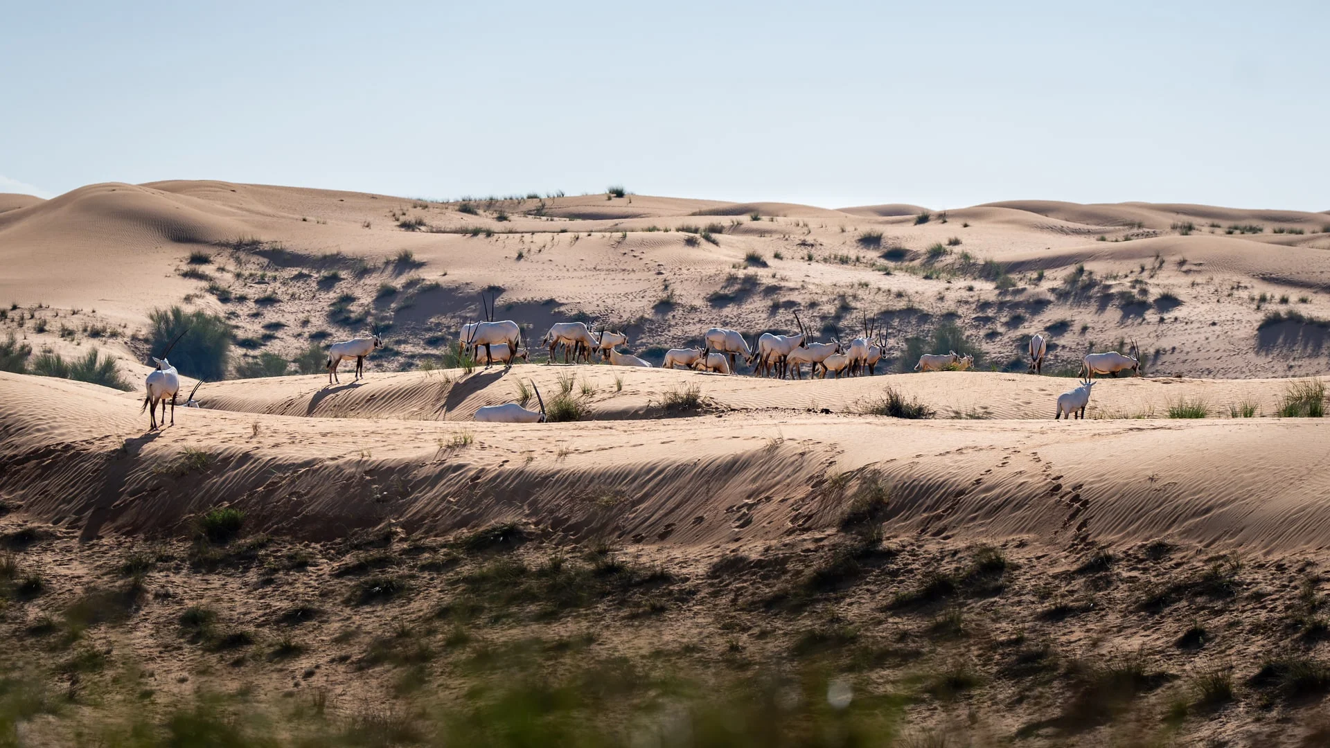 Overnight Desert Safari, , large